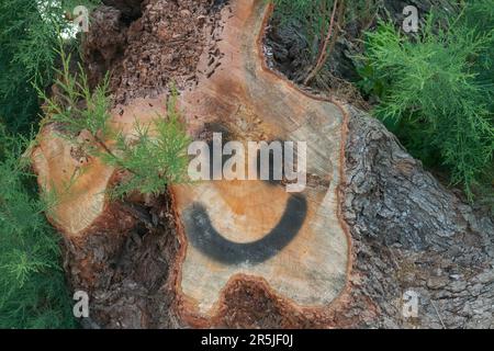 Großer Baumstamm gefällt. Besprühen Sie die bemalte Fläche auf den geschnittenen Teil des Baumstamms. Stockfoto