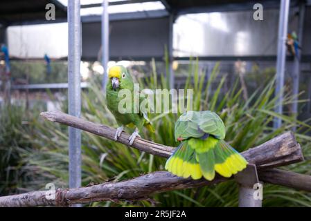 Zwei wunderschöne grüne Papageien mit gelbem amazonas, die sich in einem Vogelhaus gegenüberstehen Stockfoto