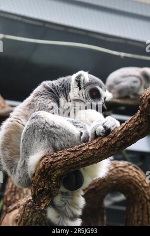 Ein Lemur, indigenes Tier Madagaskars, sitzt auf dem Zweig eines Baumes Stockfoto