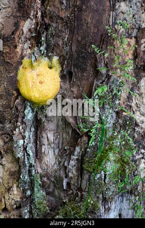 Fuligo septische Schleimschimmelpilze, die auf toten Baumstumpf wächst, kreis zala ungarn Stockfoto