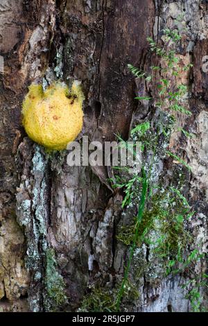 Fuligo septische Schleimschimmelpilze, die auf toten Baumstumpf wächst, kreis zala ungarn Stockfoto