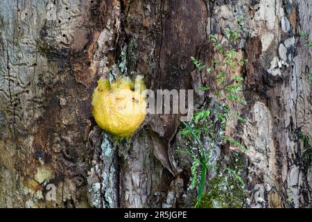 Fuligo septische Schleimschimmelpilze, die auf toten Baumstumpf wächst, kreis zala ungarn Stockfoto