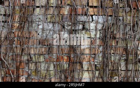 Gerade Äste der Weben von Trauben auf der Oberfläche einer Ziegelwand Stockfoto