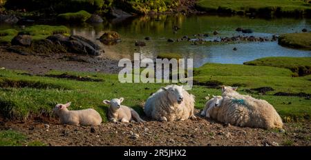 Schafe mit Lämmern in der Nähe des Dorfes Arinagour auf der Insel Coll, Schottland. Stockfoto