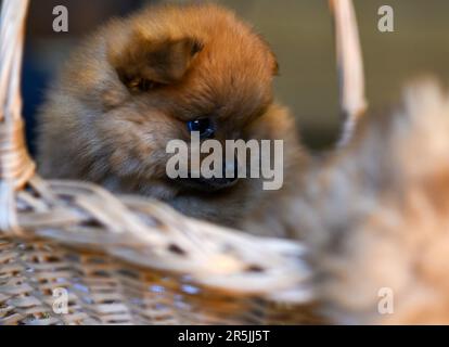 Kleine pommerische Welpen in einem Korb, Nahaufnahme. Stockfoto