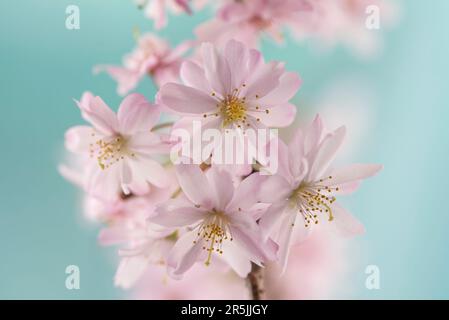 Rosafarbene japanische Kirschblüten auf hellblauem Hintergrund Stockfoto