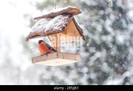 Nahaufnahme des Bullfinkvogel im Vogelhaus bei Schneehintergrund Stockfoto