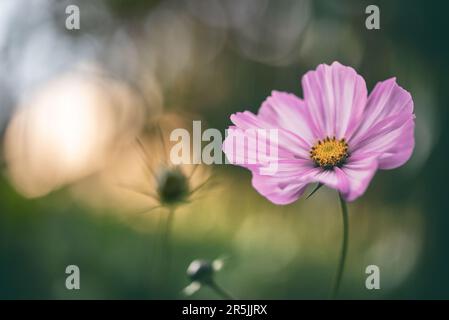Nahaufnahme der wunderschönen pinkfarbenen Kosmos-Blume auf weichem Bokeh-Hintergrund Stockfoto