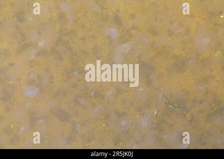 Poole, Dorset, UK. 4. Juni 2023 Tausende von Mondquallen, Aurelia aurita, gesehen in Poole Park Lake, Poole, Dorset an einem warmen, sonnigen Tag. Es gibt verschiedene Namen für eine Gruppe von Quallen, einschließlich Schwarm, Blüte, Heroin, Fluther, Brut, Schlamm, Stiche oder feststecken. Kredit: Carolyn Jenkins/Alamy Live News Stockfoto