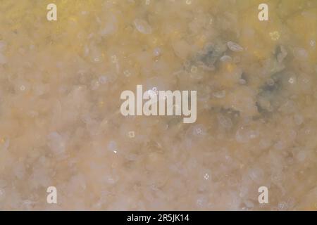 Poole, Dorset, UK. 4. Juni 2023 Tausende von Mondquallen, Aurelia aurita, gesehen in Poole Park Lake, Poole, Dorset an einem warmen, sonnigen Tag. Es gibt verschiedene Namen für eine Gruppe von Quallen, einschließlich Schwarm, Blüte, Heroin, Fluther, Brut, Schlamm, Stiche oder feststecken. Kredit: Carolyn Jenkins/Alamy Live News Stockfoto