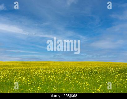 Canola Field, Feld mit blühendem Canola unter blauem Himmel, wunderschöne Landschaft. Stockfoto