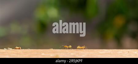 Gelbe, verrückte Ameisen, die entlang des Waldes laufen Stockfoto