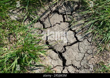 Dorney Reach, Großbritannien. 4. Juni 2023. Risse im Boden, da die Felder aufgrund von Regenmangel austrocknen. Es war heute ein warmer und sonniger Tag in Buckinghamshire, da die Temperaturen voraussichtlich 21 Grad erreichen werden. Kredit: Maureen McLean/Alamy Live News Stockfoto