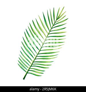 Aquarell realistische tropische Darstellung von Palmenblättern isoliert auf weißem Hintergrund. Wunderschöne botanische handbemalte Blumenelemente. Für Konstrukteure, Stockfoto