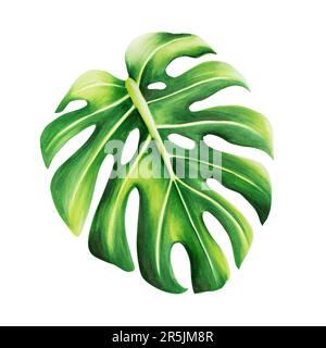 Aquarell realistische tropische Darstellung von Monstera isoliert auf weißem Hintergrund. Wunderschöne botanische handbemalte Blumenelemente. Für Konstrukteure, Stockfoto