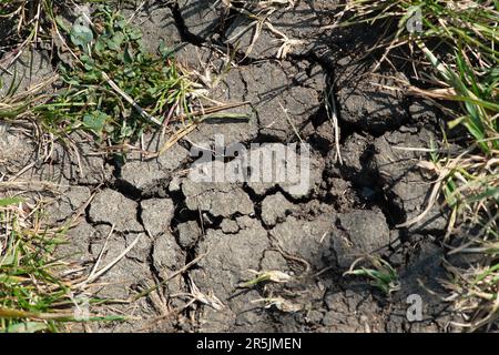 Dorney Reach, Großbritannien. 4. Juni 2023. Risse im Boden, da die Felder aufgrund von Regenmangel austrocknen. Es war heute ein warmer und sonniger Tag in Buckinghamshire, da die Temperaturen voraussichtlich 21 Grad erreichen werden. Kredit: Maureen McLean/Alamy Live News Stockfoto