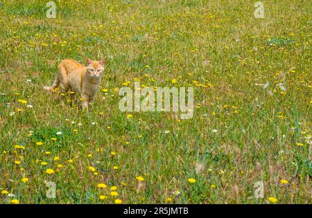 Orangenkatze auf dem Land. Stockfoto