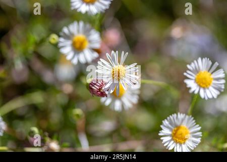 Bienen bestäuben einige Gänseblümchen mit hohem Bokeh Stockfoto