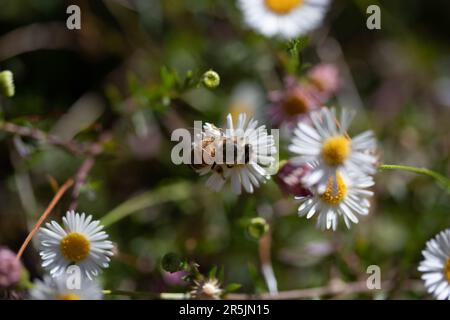 Bienen bestäuben einige Gänseblümchen mit hohem Bokeh Stockfoto