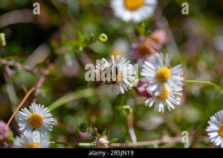 Bienen bestäuben einige Gänseblümchen mit hohem Bokeh Stockfoto