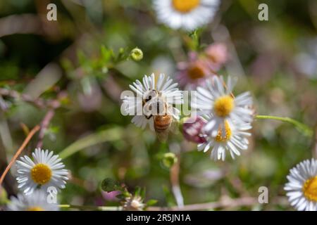 Bienen bestäuben einige Gänseblümchen mit hohem Bokeh Stockfoto