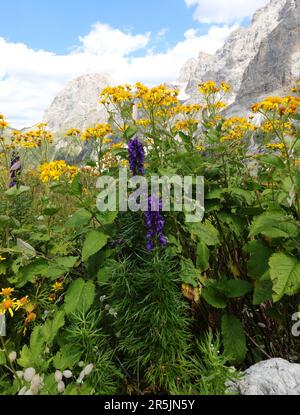 Gelbe Alpenblüten und andere blühende Pflanzen auf der Hochgebirgswiese und die europäischen alpen im Hintergrund Stockfoto