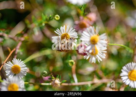 Bienen bestäuben einige Gänseblümchen mit hohem Bokeh Stockfoto