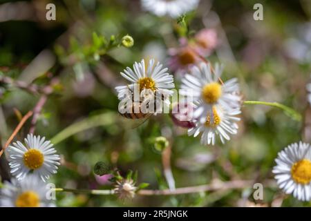 Bienen bestäuben einige Gänseblümchen mit hohem Bokeh Stockfoto