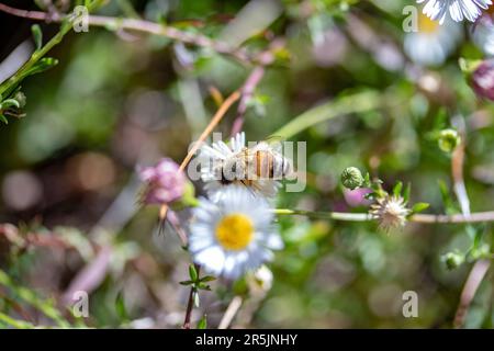 Bienen bestäuben einige Gänseblümchen mit hohem Bokeh Stockfoto