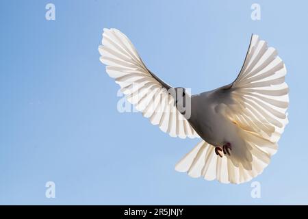 Eine weiße Taube auf dem Hintergrund des blauen Himmels. Stockfoto