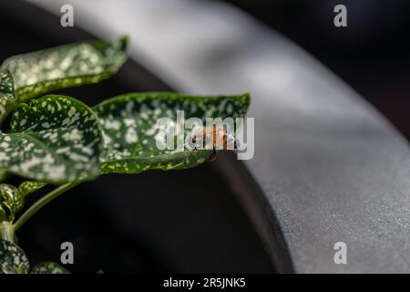 Bienen auf einem gefleckten grünen Blatt in einem Betontopf Stockfoto