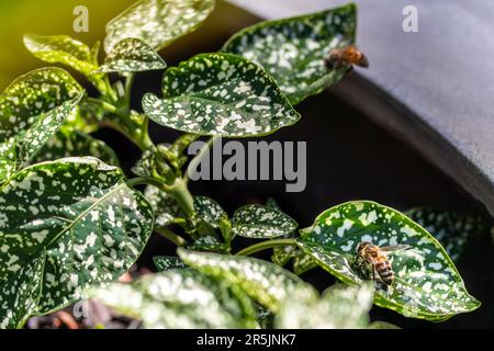 Bienen auf einem gefleckten grünen Blatt in einem Betontopf Stockfoto