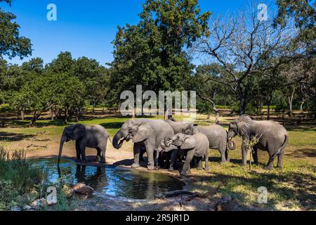 Elefanten besuchen die Bar mit Kamin in der Thawale Tented Lodge im Majete National Park, Malawi. Elefantenherde mit Jungen an einem künstlichen Wasserloch im Restaurant der Thawale Lodge Stockfoto