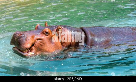 Nilpferd oder Nilpferd im Wasser Stockfoto
