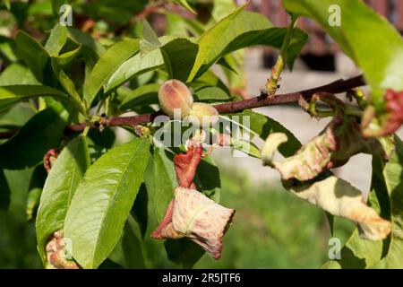 Pfirsichbaumkrankheit. Ast eines Pfirsichbaums mit Blattrückung durch einen Pilz Taphrina deformans. Stockfoto