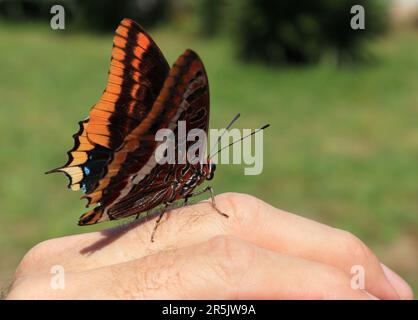 Ausgezeichnetes Beispiel eines zweiflügeligen pascha-Schmetterlings - Charaxes jasius (Nymphalidae), der sich auf der Hand des Fotografen „posiert“. Oeiras, Portugal Stockfoto