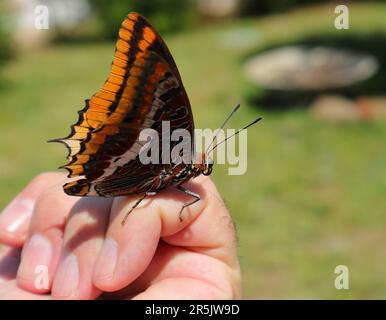 Ausgezeichnetes Beispiel eines zweiflügeligen pascha-Schmetterlings - Charaxes jasius (Nymphalidae), der sich auf der Hand des Fotografen „posiert“. Oeiras, Portugal Stockfoto