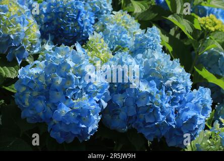 Blaue Hydrangea oder Hortensia - Hydrangea macrophylla Busch in Blüte, Sintra, Lissabon Portugal. Frühling. Von den portugiesischen Azoren eingeführt. Stockfoto