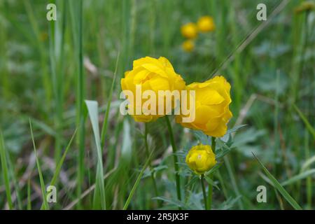 Gelber Trollius europaeus. Der gemeinsame Name einiger Arten ist Globeflower oder Globenblume Stockfoto