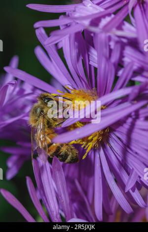 Eine Hummel bedeckt mit Pollen auf einer lila Blume im Herbst Stockfoto