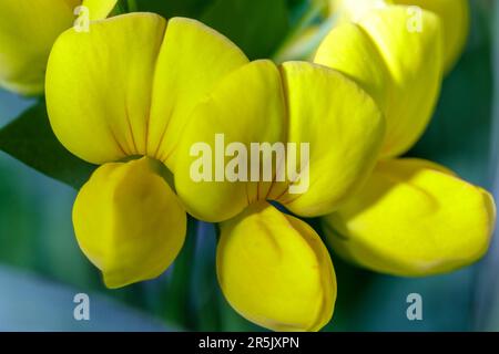 Makro kleiner spontaner gelber Blüten, die im Frühjahr wachsen Stockfoto