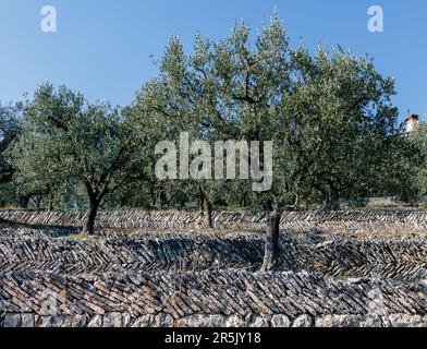 Ein Olivenhain auf den alten trockenen Steinmauern in Valpolicella Stockfoto