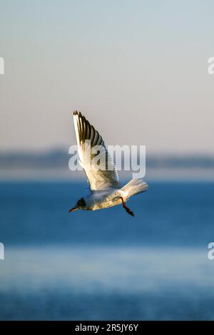 Eine weiße Möwe mit einem dunklen Maulkorb, der über dem Gardasee fliegt Stockfoto