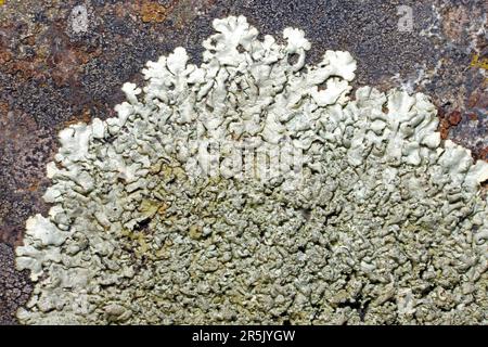 Xanthoparmelia stenophylla ist eine Laubflechte auf gut beleuchteten Felsen, insbesondere in der Nähe des Meeres. Es hat eine kosmopolitische Verteilung. Stockfoto