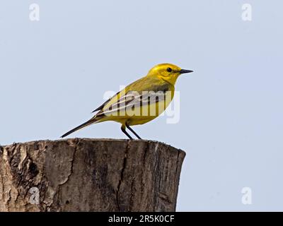 Der männliche, gelbe Schwanz im Sommergefieber Stockfoto