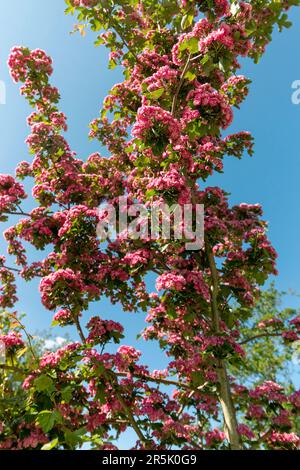 Wunderschöne rosa Blumen auf einem Baum im Park Stockfoto