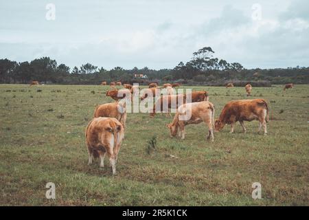 Die Kuhherde im Südwesten Portugals genießt Bewegungsfreiheit und frisches Gras. Ökologischer Viehzuchtbetrieb. Stockfoto