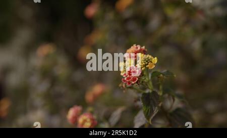 Zeitlupenaufnahme von Lantana im Frühjahr, großes Foto Stockfoto