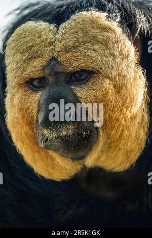 Guianan Saki - Pithecia pithecia, schöne seltene scheue Primaten aus südamerikanischen tropischen Wäldern, Brasilien. Stockfoto