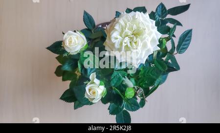Miniatur rose Bush in einem Blumentopf im Sonnenlicht. Stockfoto